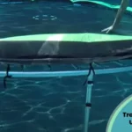 Does A Trampoline Work Underwater? Uncovering The Mystery