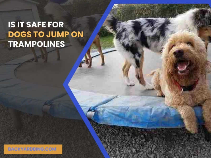Is It Safe for Dogs to Jump on Trampolines.