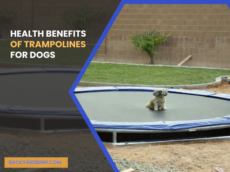 Health Benefits of Trampolines for Dogs.
