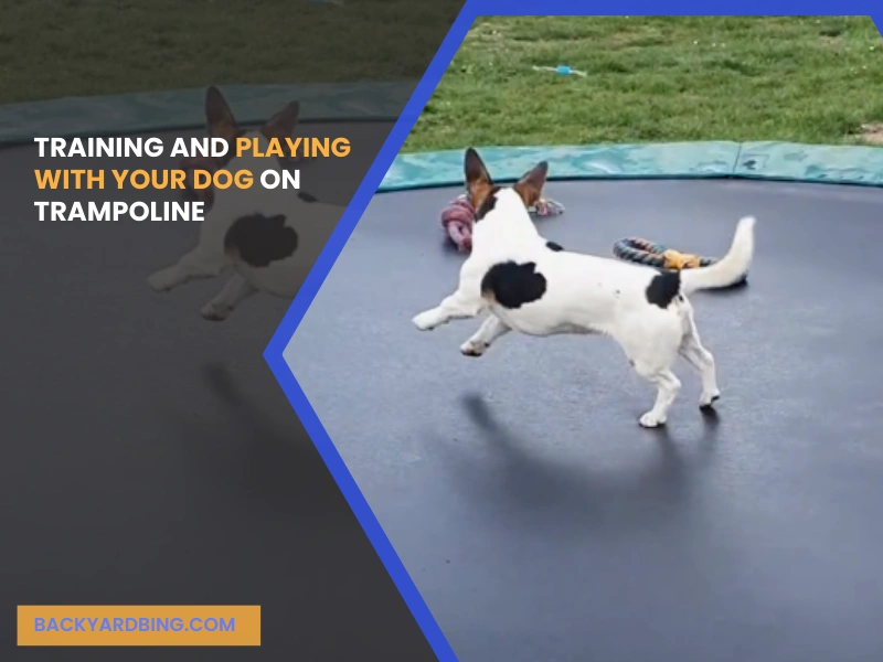 Training and Playing with Your Dog on the Trampoline