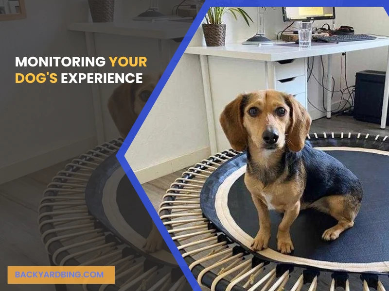 Monitoring Your Dog's Experience.