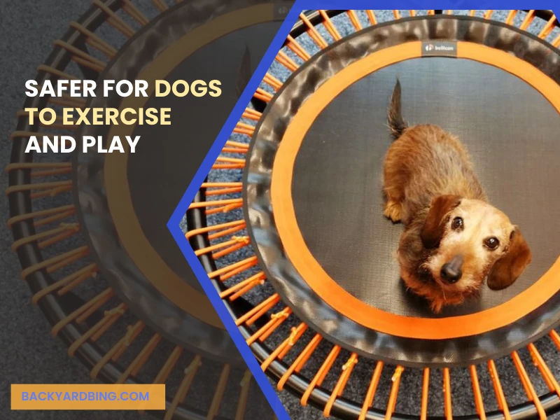 Are There Safer Alternatives for Dogs to Exercise and Play.