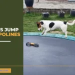 Can Dogs Jump On Trampolines? The Definitive Guide