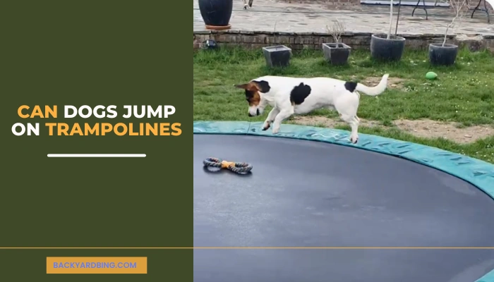 Can Dogs Jump On Trampolines Can Dogs Jump On Trampolines.